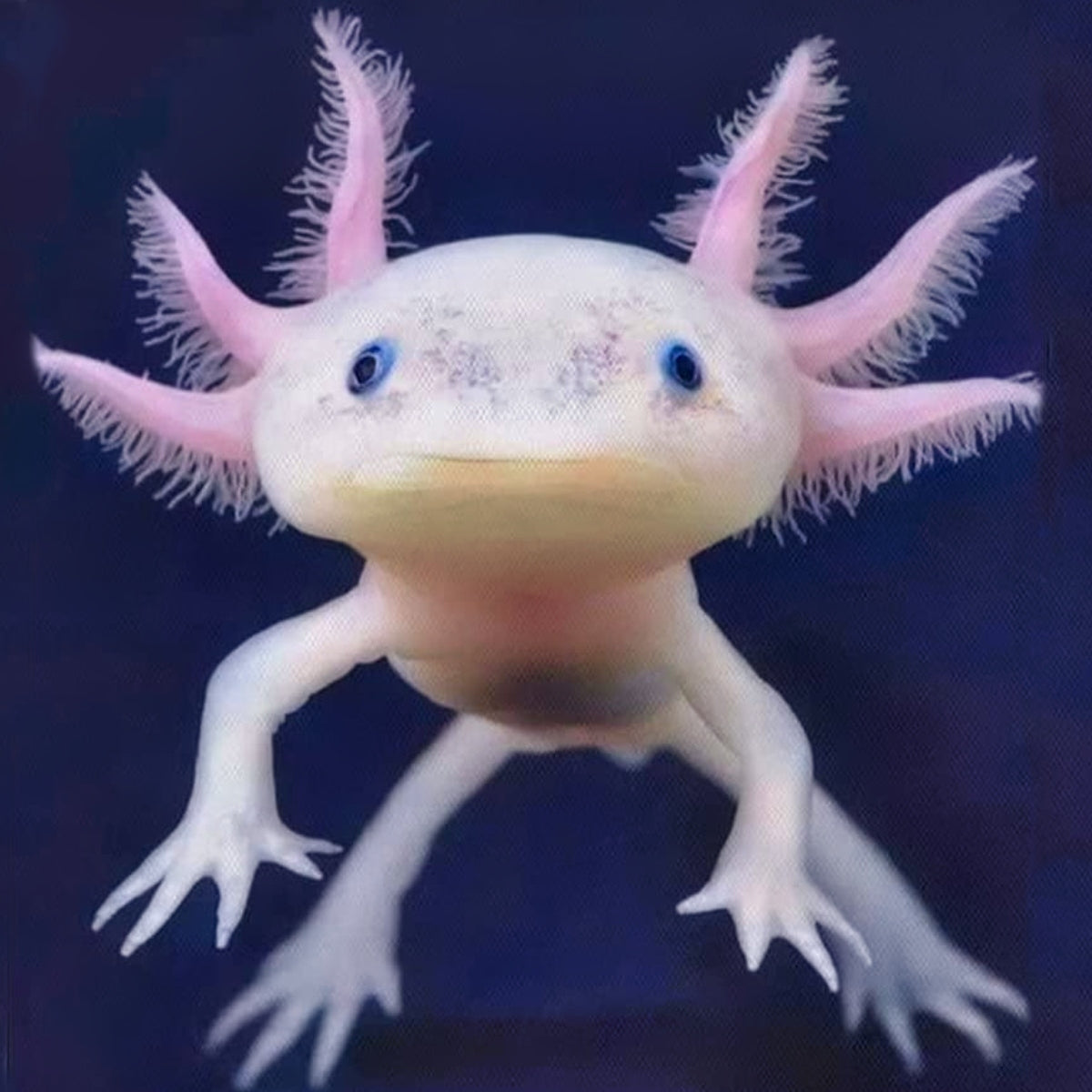 100+ Axolotls For Sale