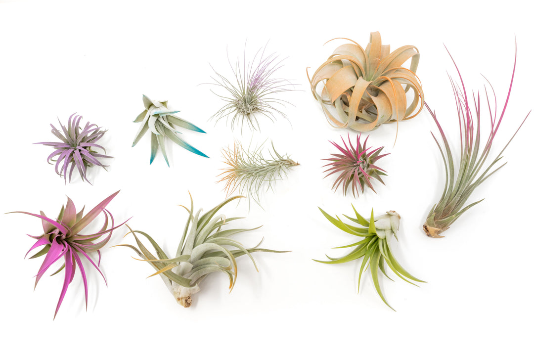 Air Plant Supply Co.