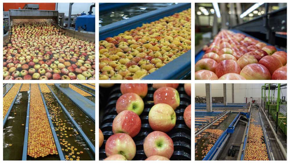 Illustrative example of apple sorting machine from Google Search