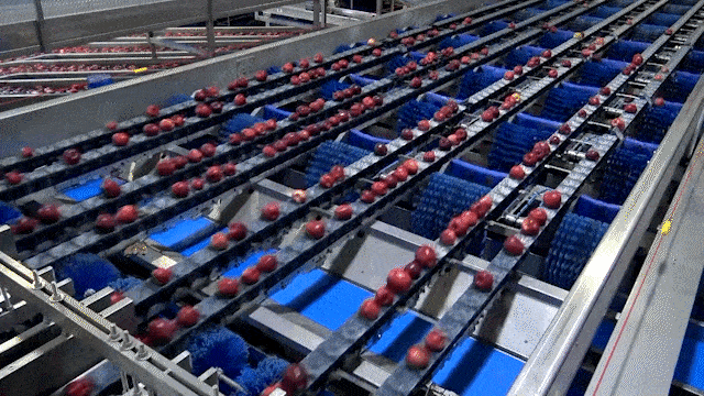 Illustrative example of apple sorting machine from Google Search