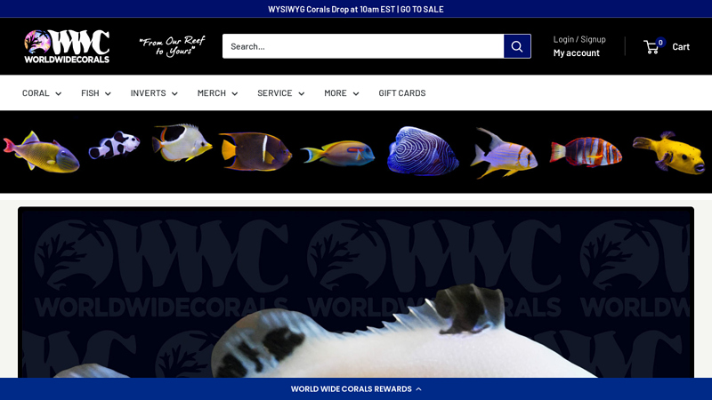 Aquarium Saltwater Fish