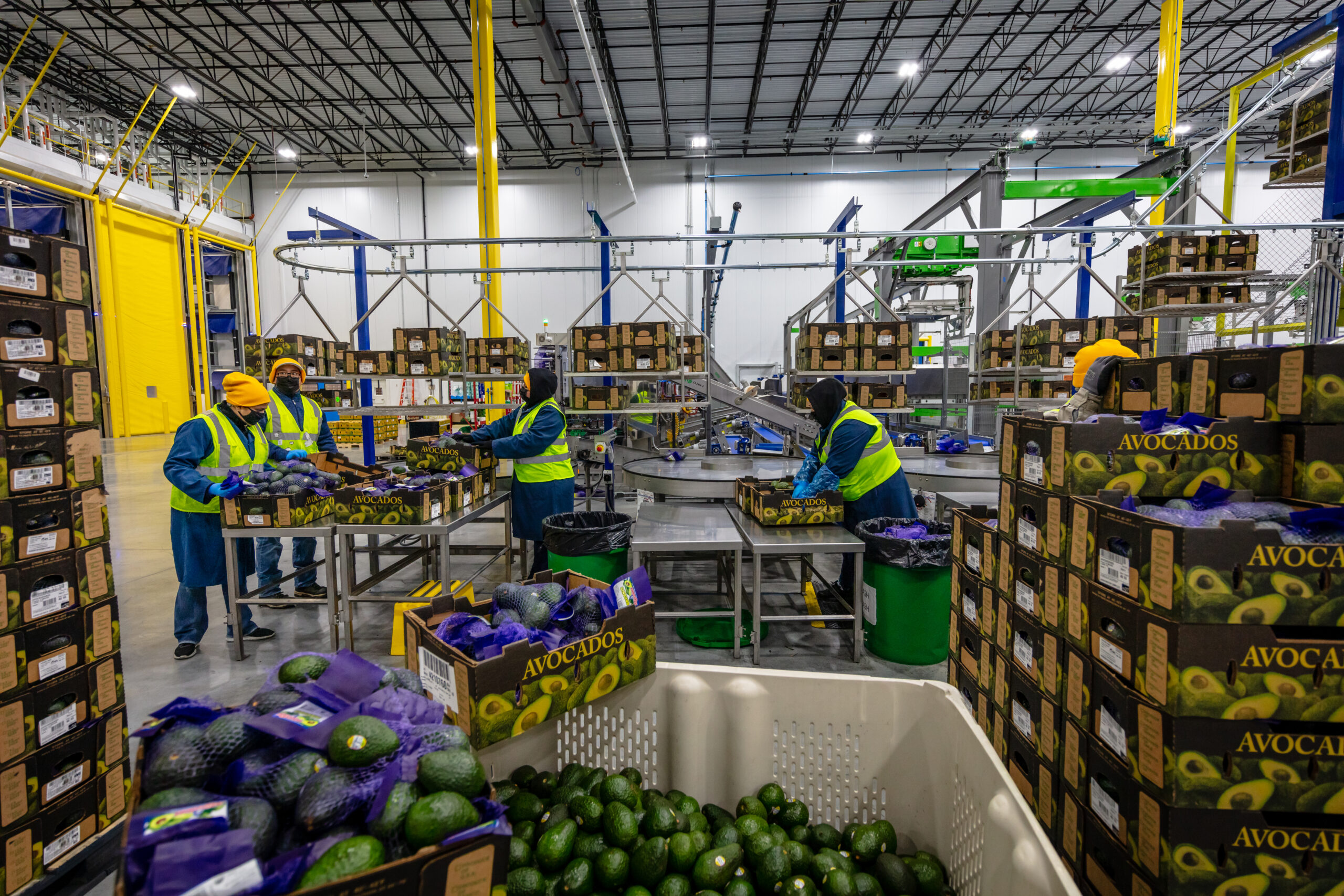 Avocado Wholesale industry insight