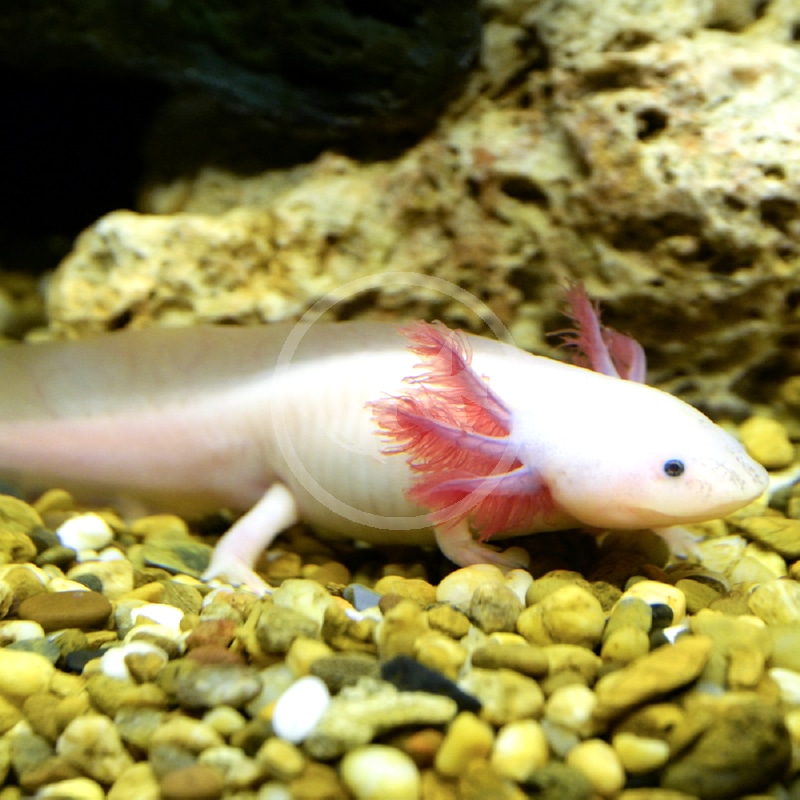 Axolotl Aquatics