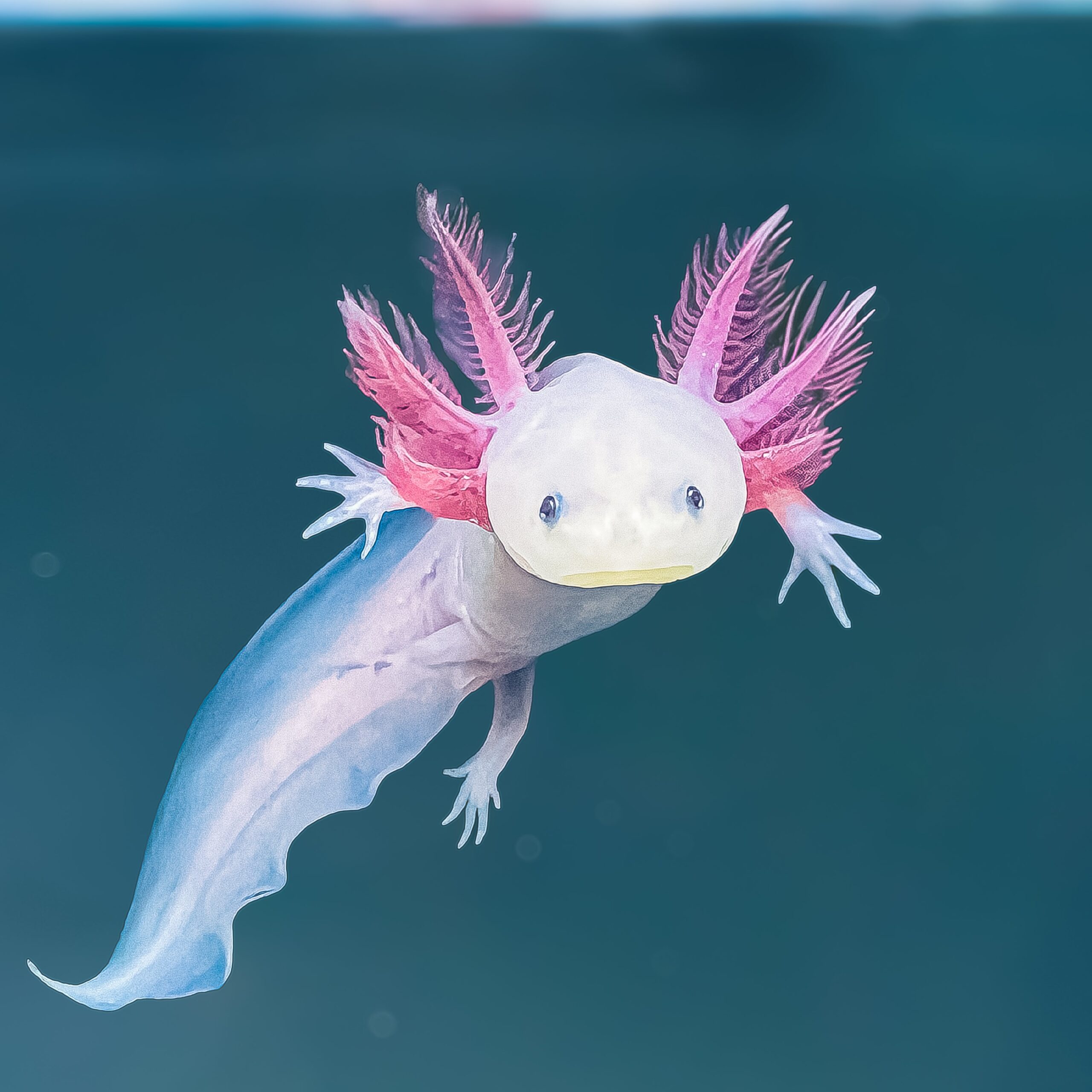 Axolotl breeder