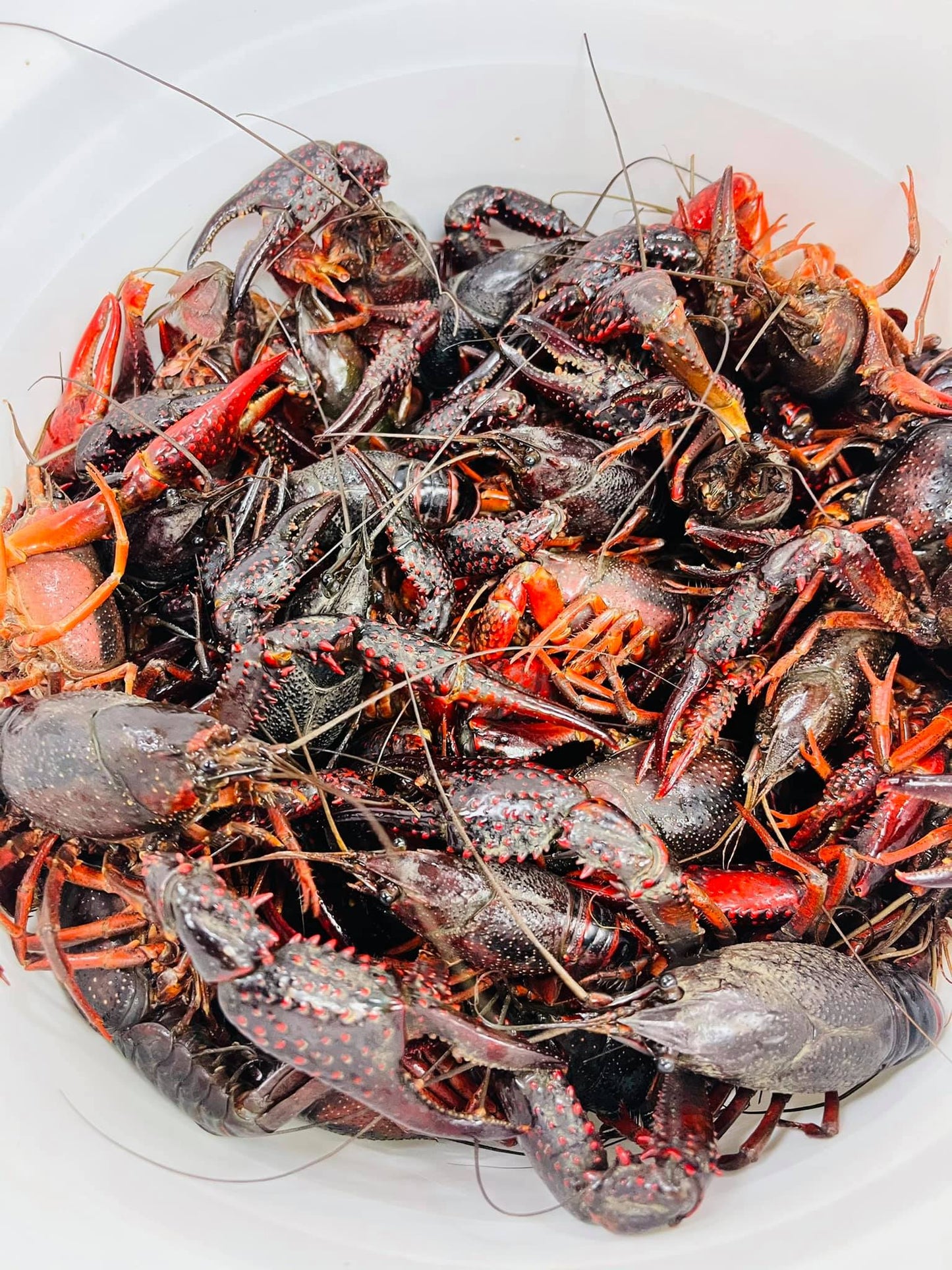 BEST CRAWFISH LLC WHOLESALE & RETAIL SEAFOOD ...