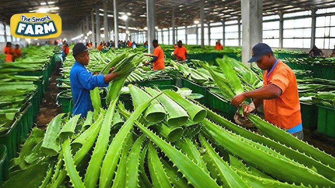 Bulk Aloe Vera Gel industry insight