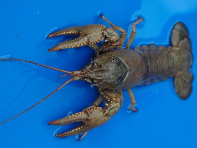 Live Crawfish for Sale