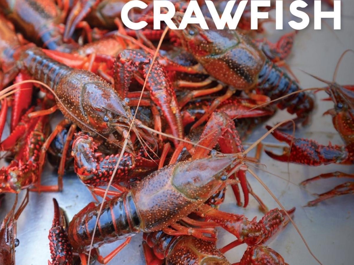 Live Crawfish Wholesale Prices industry insight