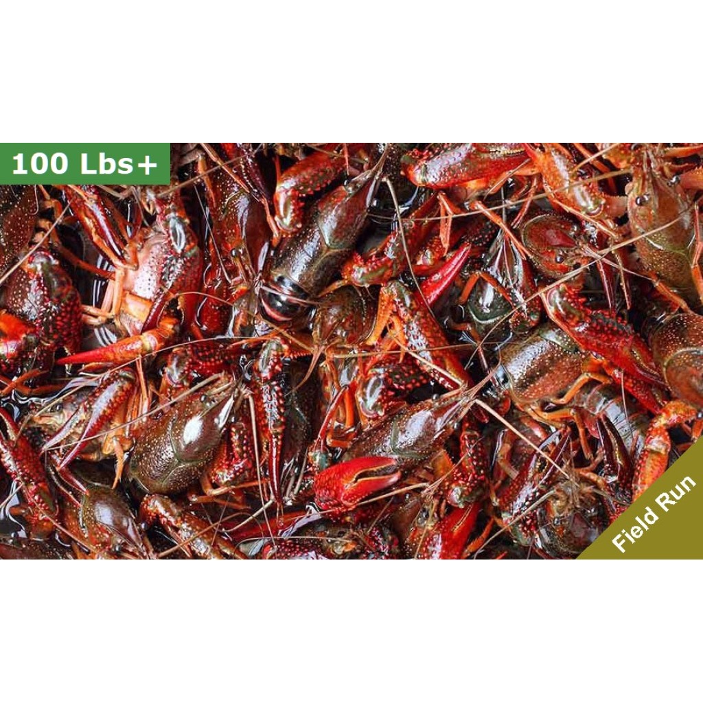 Live Crawfish Wholesale Prices industry insight