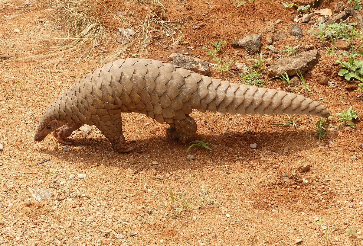 Pangolin