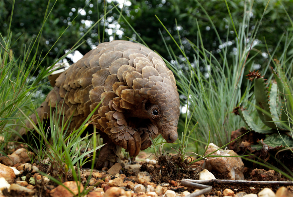 Pangolin Medical