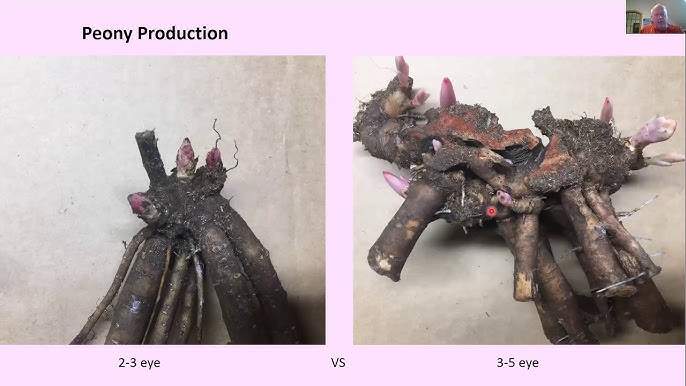 Peony Bulbs Wholesale industry insight
