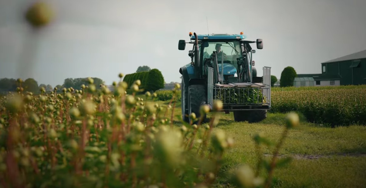 Peony Bulbs Wholesale industry insight