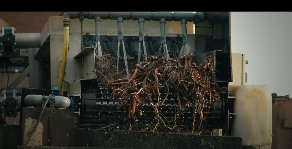 Peony Bulbs Wholesale industry insight