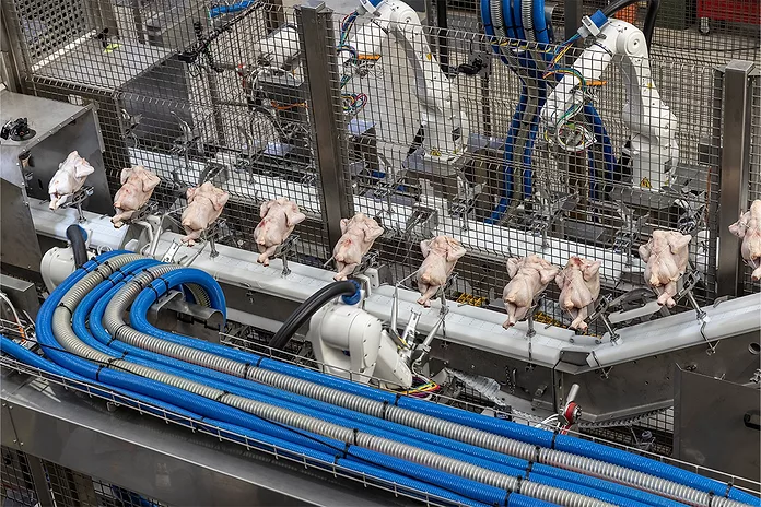 Poultry Equipment Supplies Wholesale industry insight