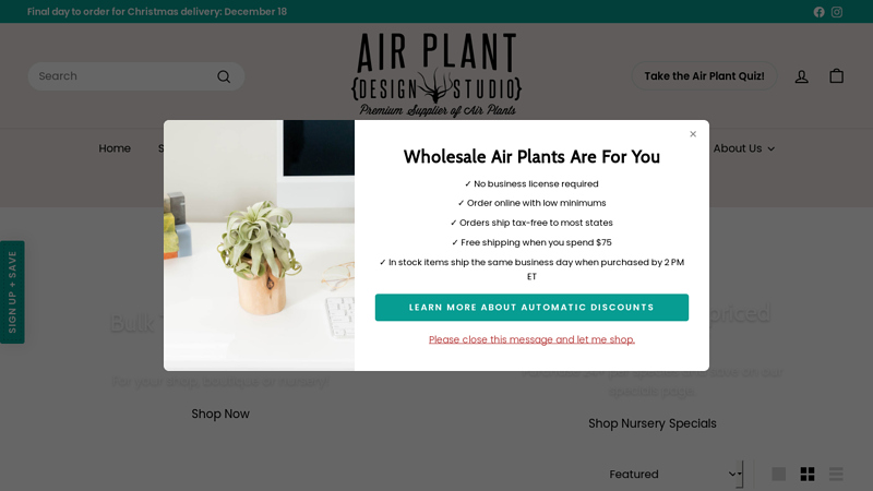 Shop Wholesale Air Plants