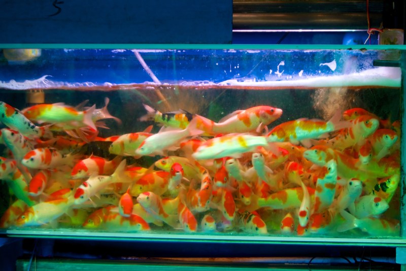aquarium manufacturers in china