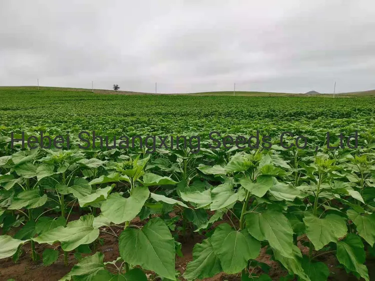 china 2868 sunflower seeds manufacturers