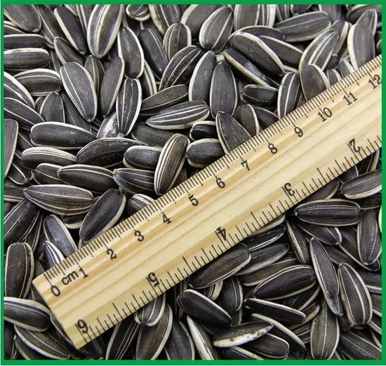 china 5009 sunflower seeds supplier