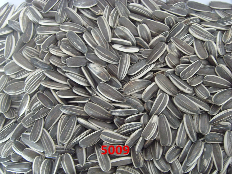 china 5009 sunflower seeds supplier