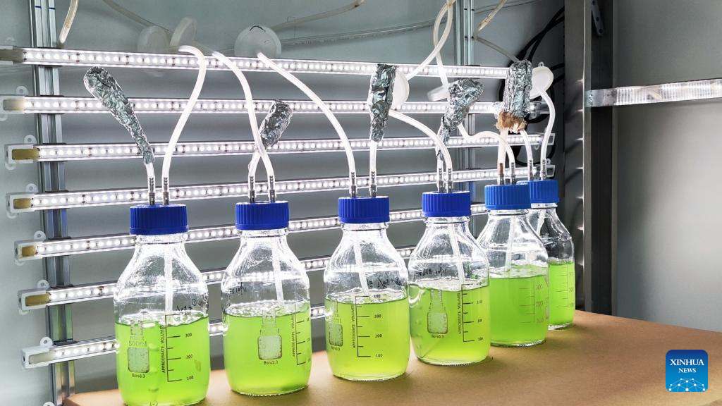 china algaecide factory