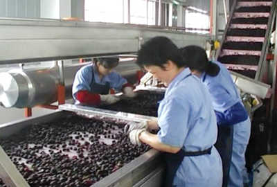 china bilberry extract factory