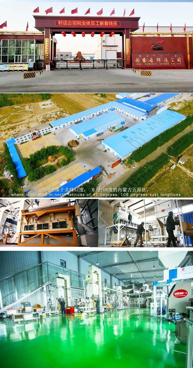 china black melon seeds factory