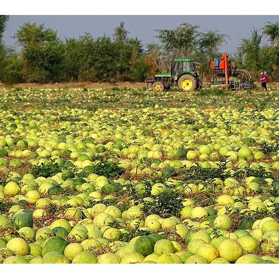 china black melon seeds factory