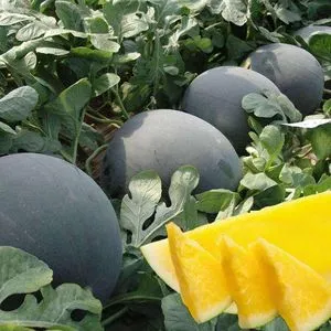 china black seedless watermelon seed factory