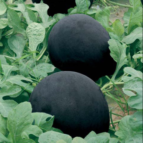 china black seedless watermelon seed factory