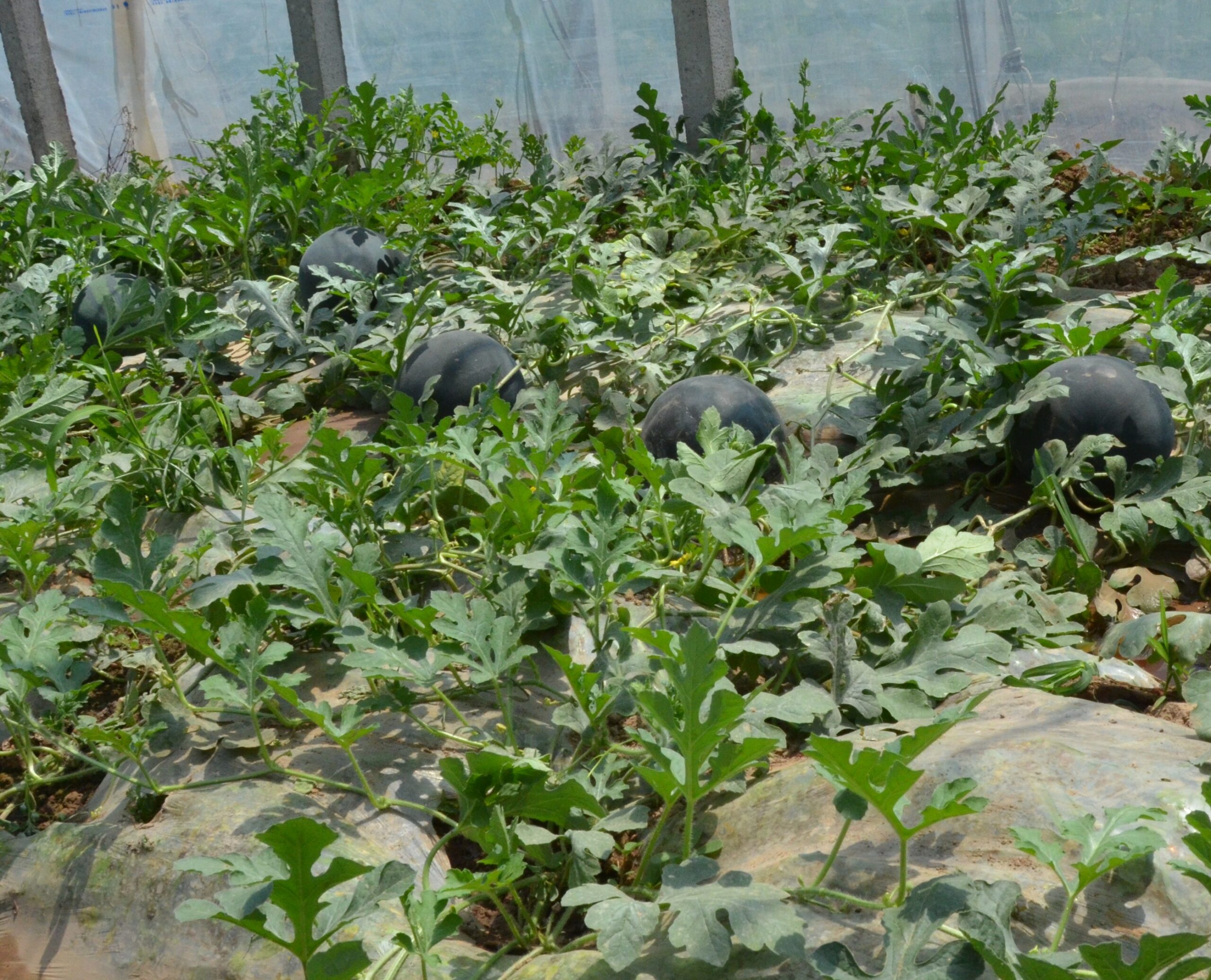 china black seedless watermelon seed factory