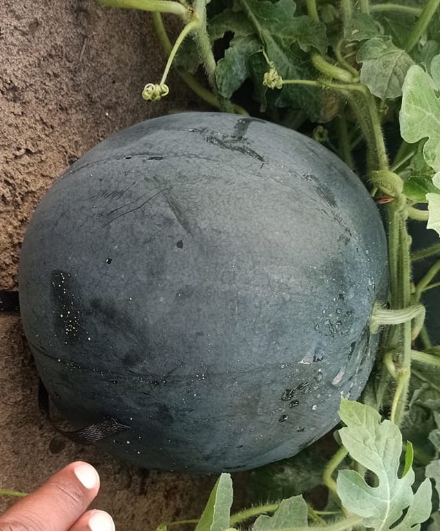 china black seedless watermelon seed manufacturers China Factory