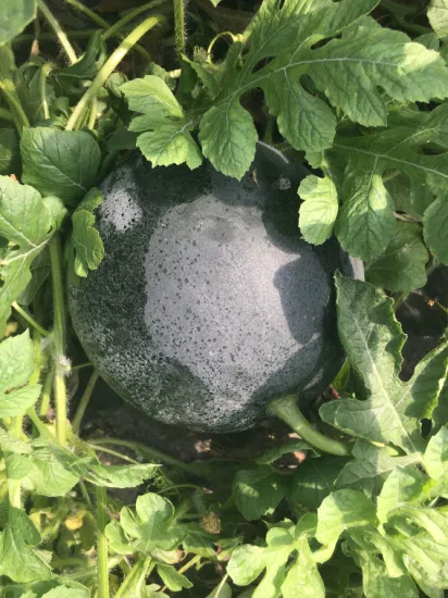 china black seedless watermelon seed manufacturers