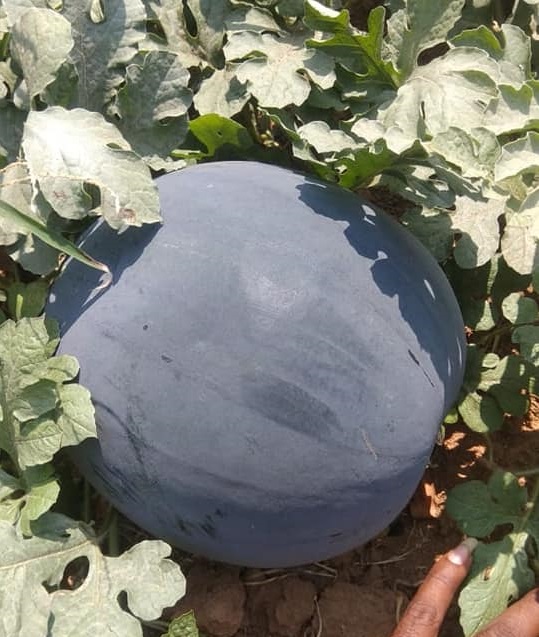 china black seedless watermelon seed supplier