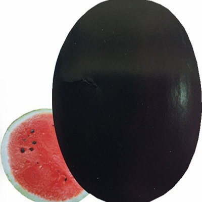 china black seedless watermelon seed supplier