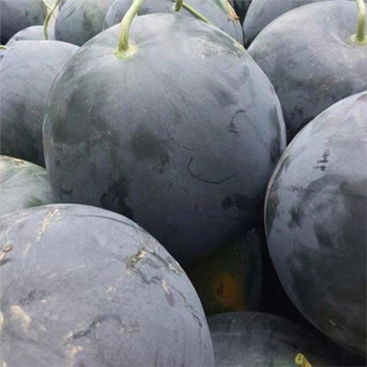 china black seedless watermelon seed supplier