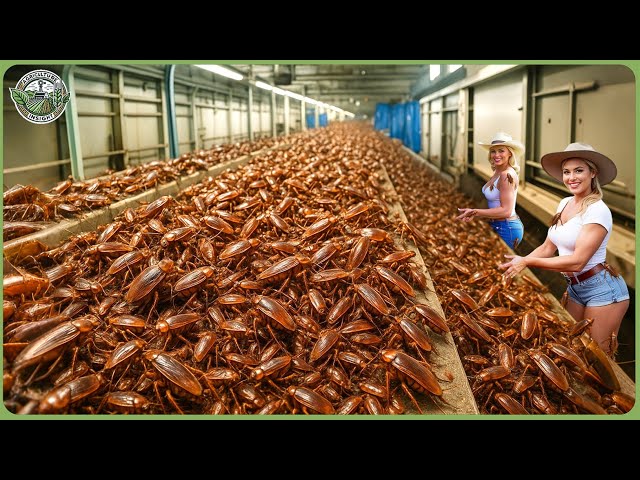 china cockroach factory China Factory