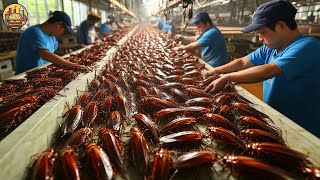 china cockroach factory