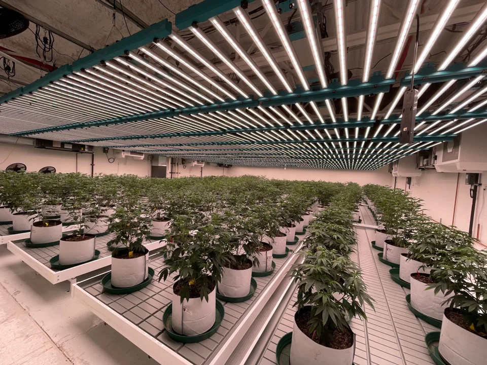 china customized oem full spectrum grow strip