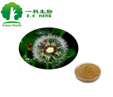 china dandelion root extract manufacturers China Factory