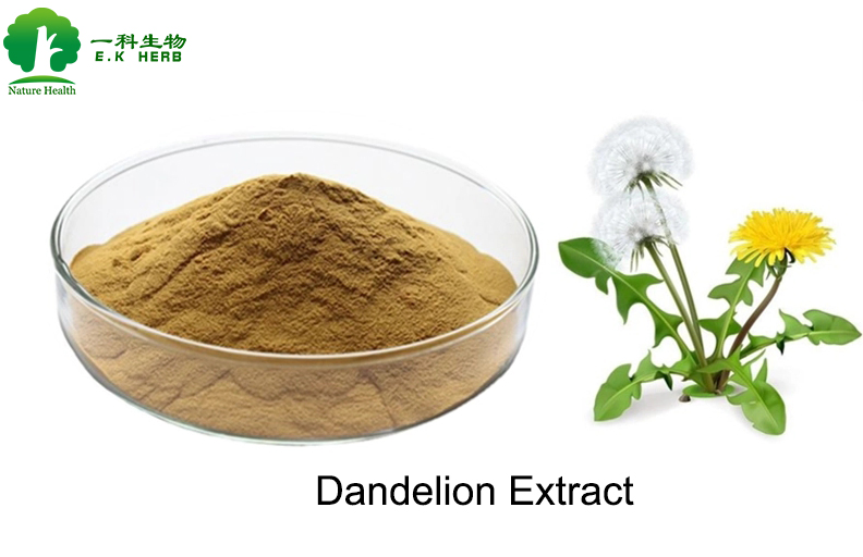 china dandelion root extract manufacturers