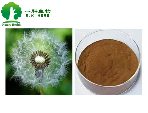 china dandelion root extract manufacturers
