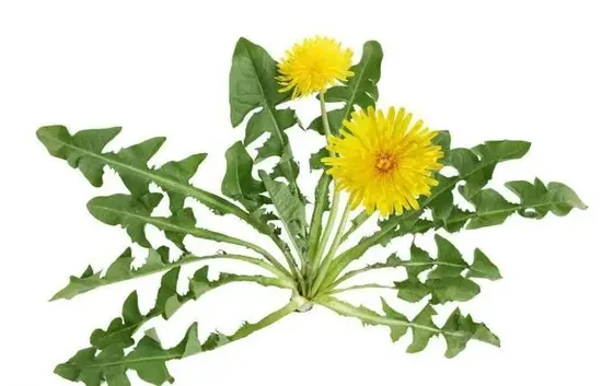 china dandelion root extract manufacturers