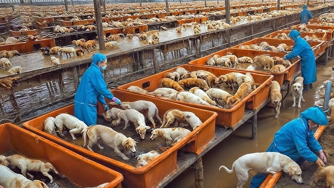 Sourcing China Dog Meat Factory from China: The Ultimate Guide 2026
