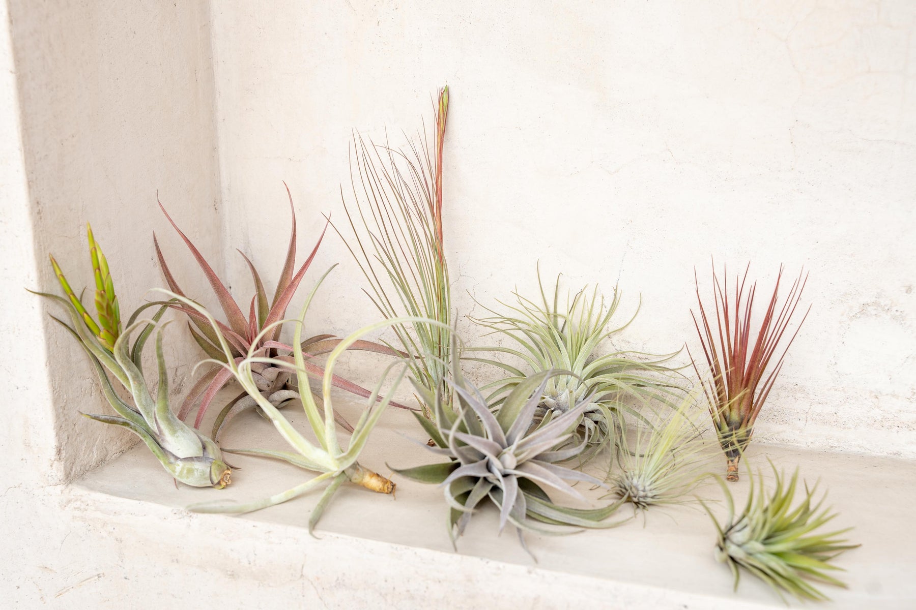 Tillandsia Air Plants
