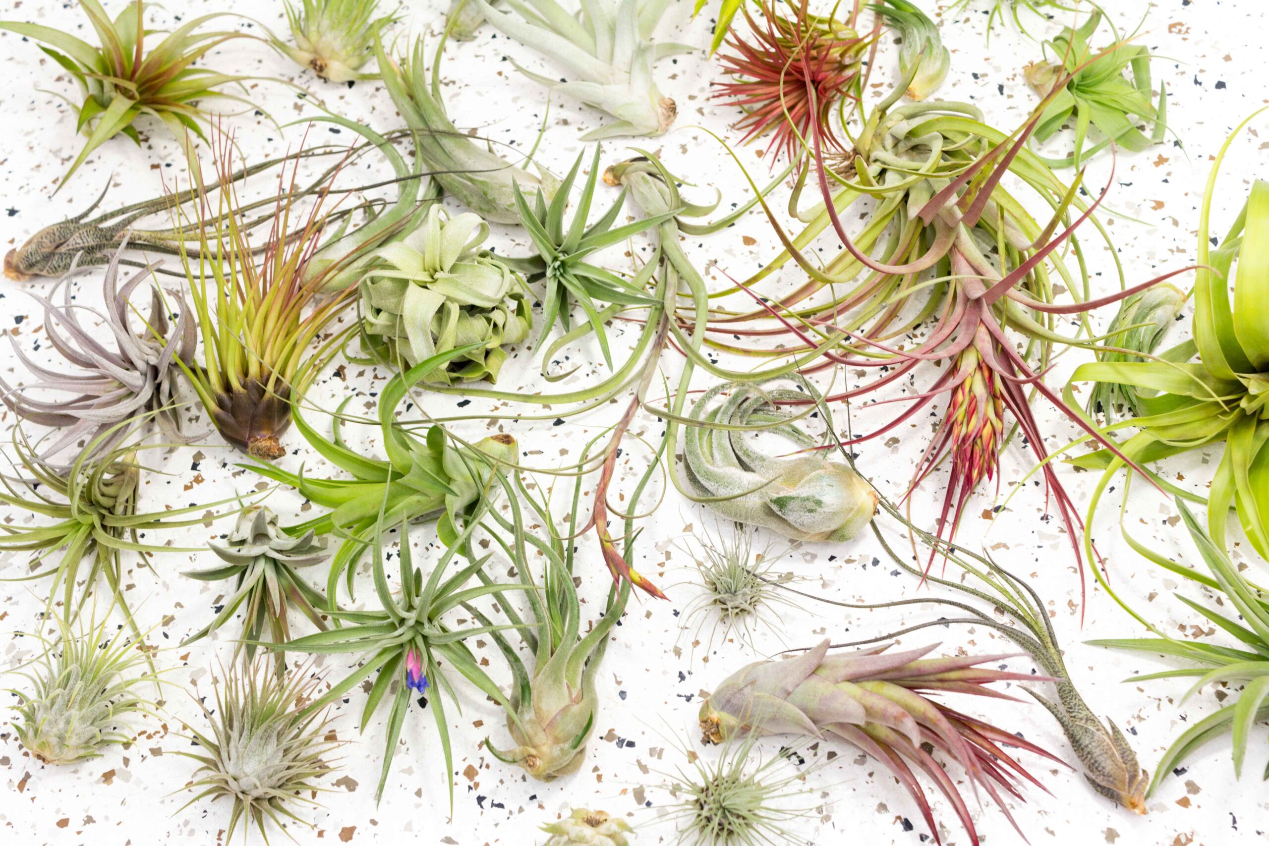 Tillandsia Air Plants Wholesale industry insight