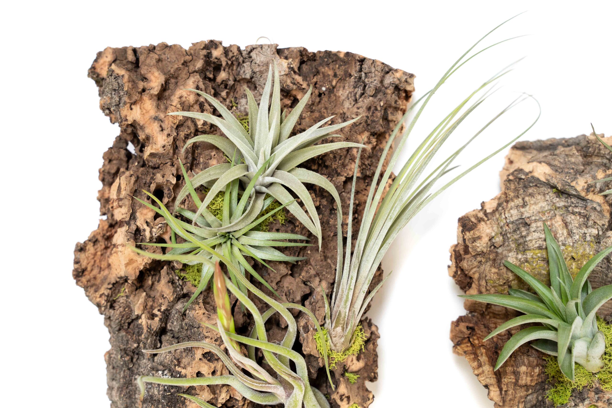 Tillandsia Air Plants Wholesale industry insight