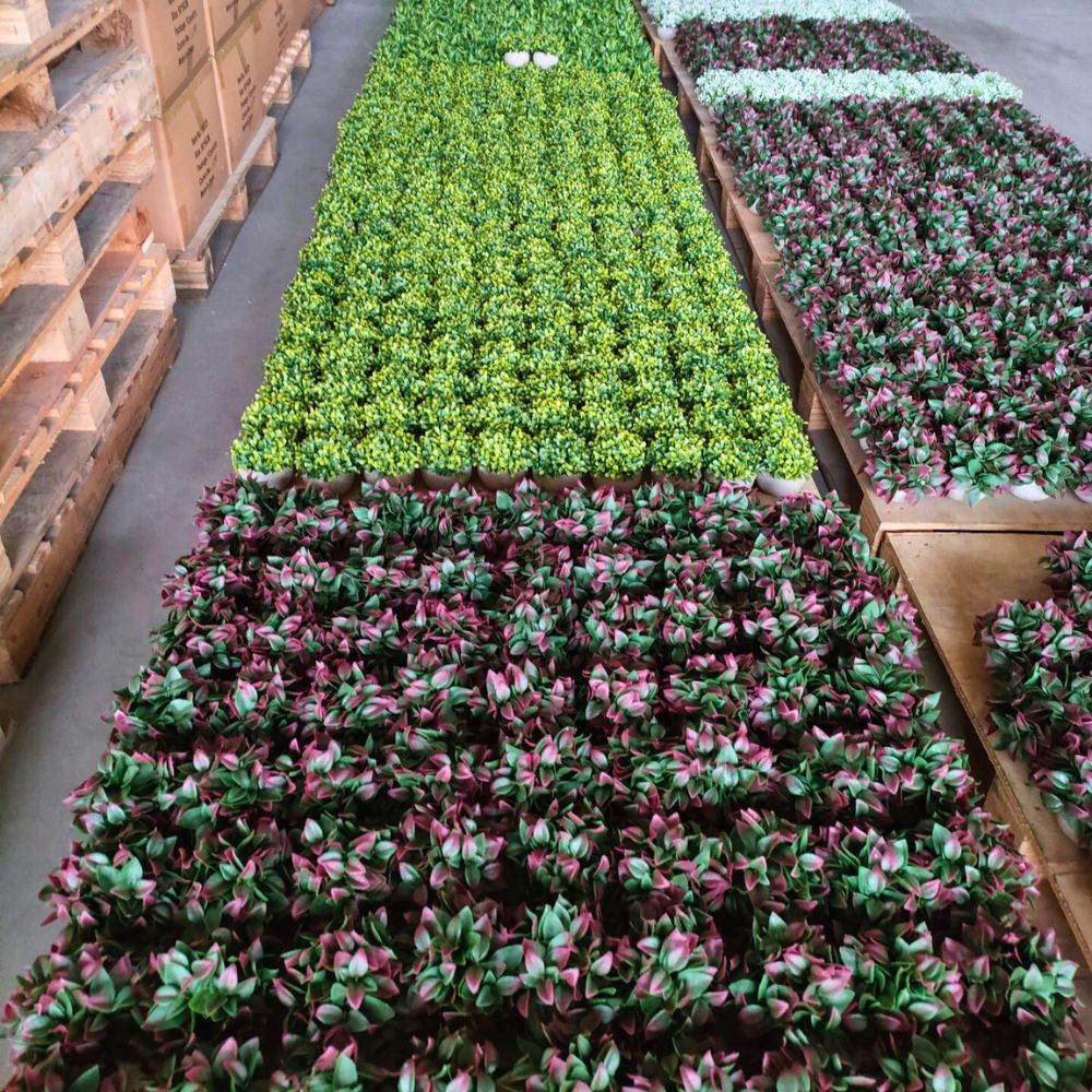 Wholesale Artificial Indoor Plants