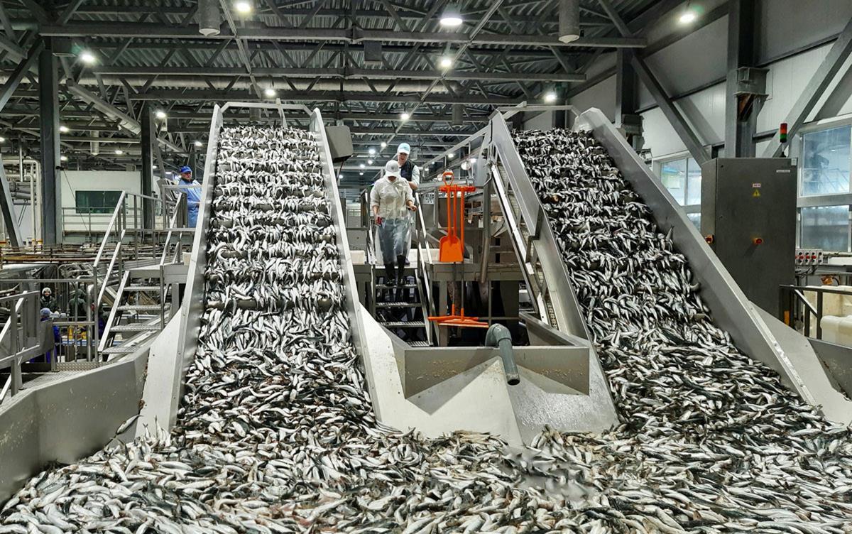 Wholesale Fishing Equipment industry insight