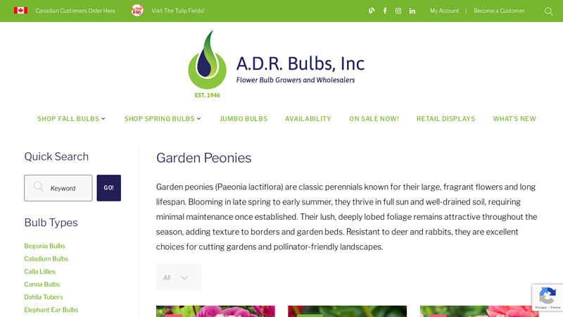Wholesale Garden Peonies